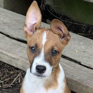 Colt, Young Male Labrador Retriever