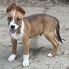 Colt photo 3