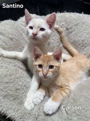 Carson, Young Male Domestic Short Hair