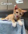 Carson photo 2