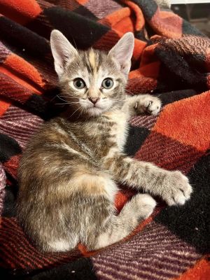 Fortune (Cookie Litter), Baby Female Domestic Short Hair
