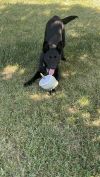 Joey photo 1