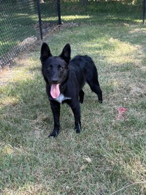 Joey, Young Male German Shepherd Dog