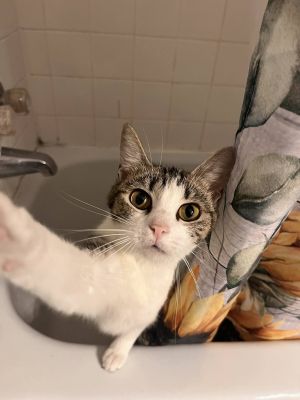Cookie (Cookie Litter), Young Female Domestic Short Hair