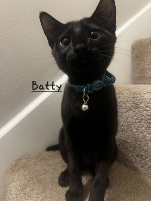 LOVING LITTLE SHADOW DOB 22025 Im an all-black female kitten - which is super rare according to 