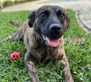 SPUNKY LITTLE-SISTER MATERIAL Est DOB 5123 weight 37 lbs Ziggy is spunky fun and knows how to