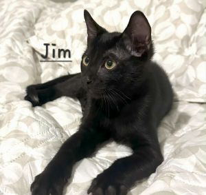 THE TOTAL PACKAGE DOB 32925 Meet Jim Beam - the total package With his sleek black coat and sou