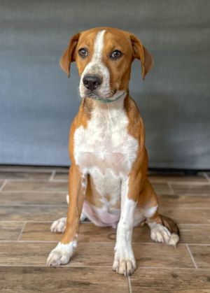Mimi, Young Female Beagle