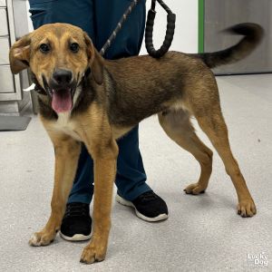 Slim Jim, Baby Male Beagle