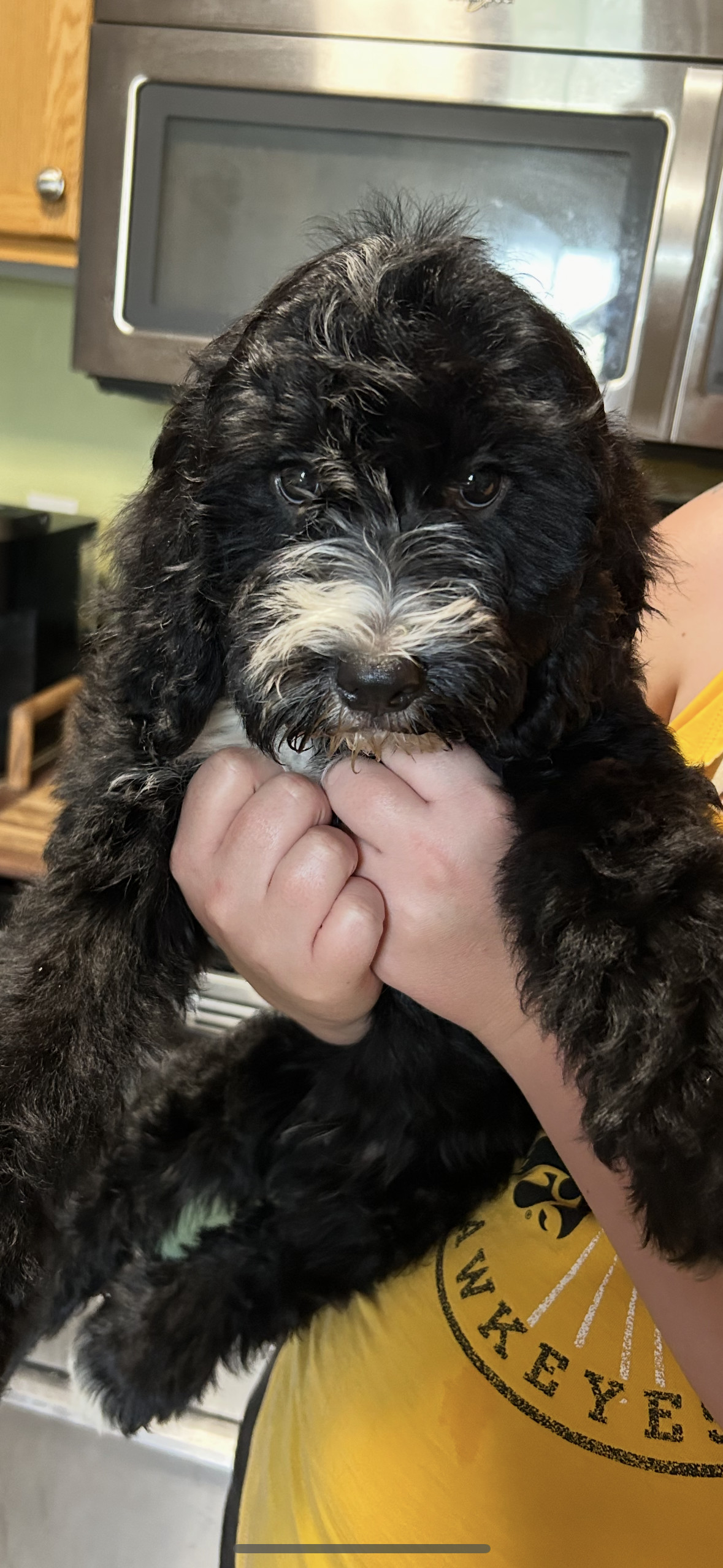 Lenny, an adoptable Cockapoo in Coralville, IA, 52241 | Photo Image 1
