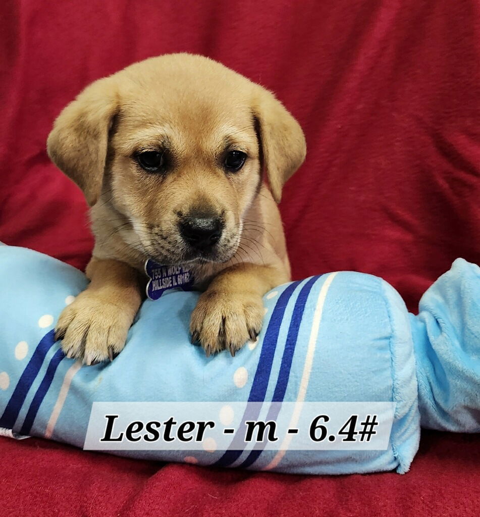 Lester