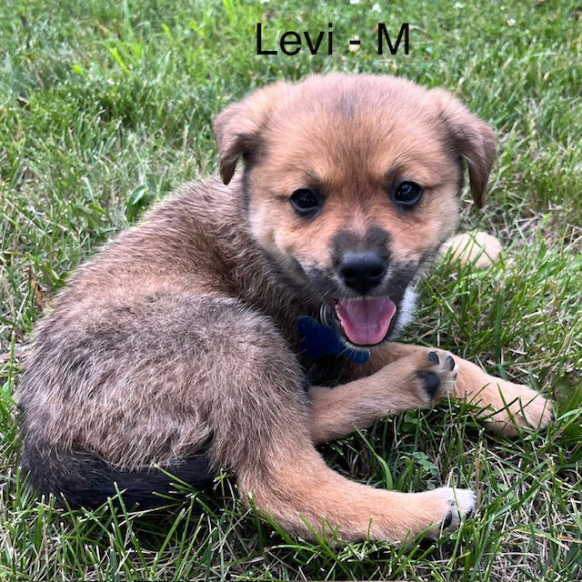 Levi