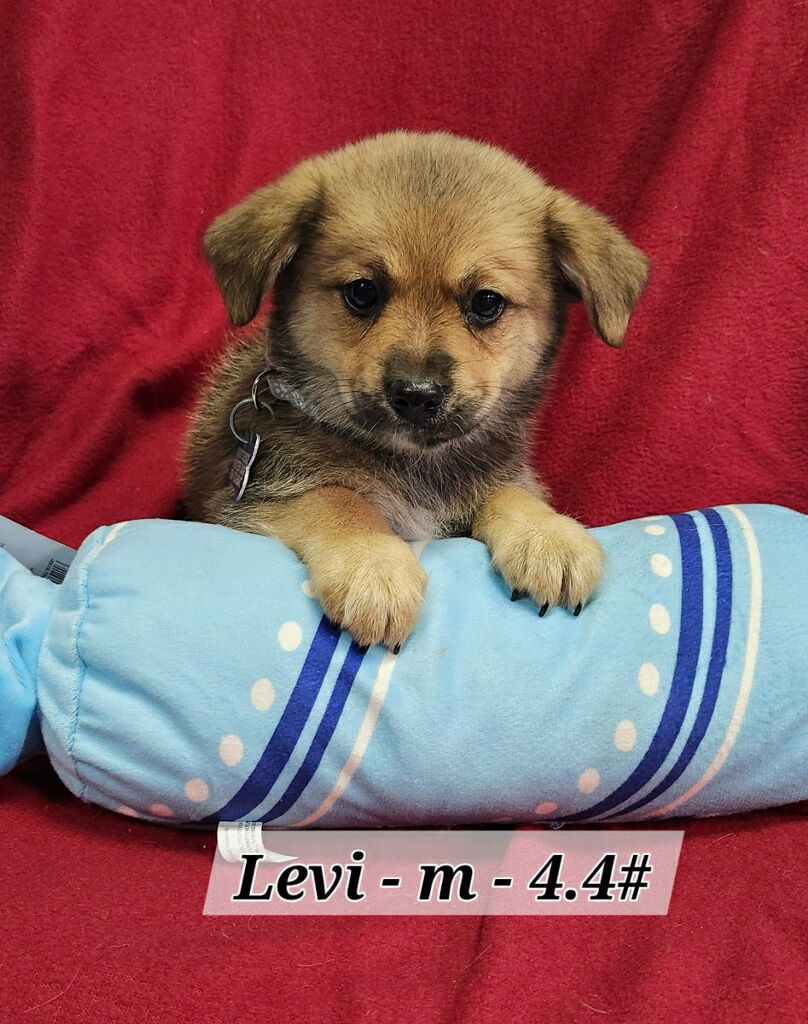 Levi