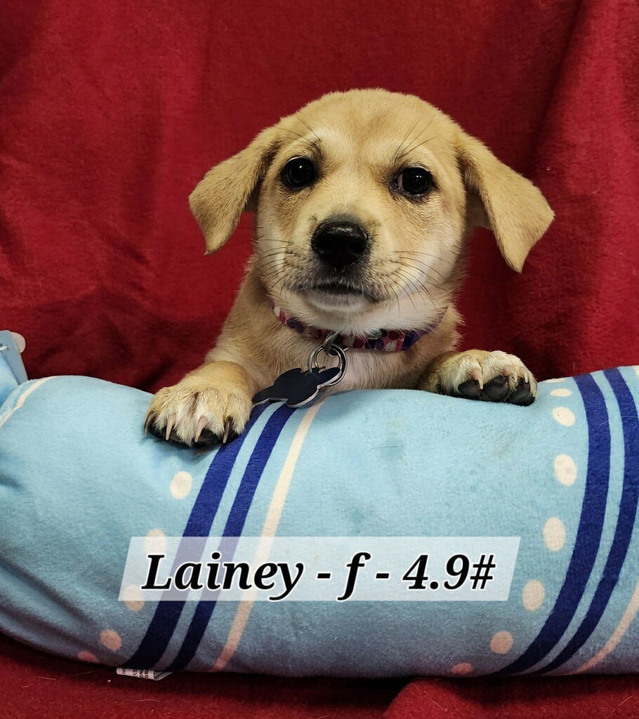 Lainey