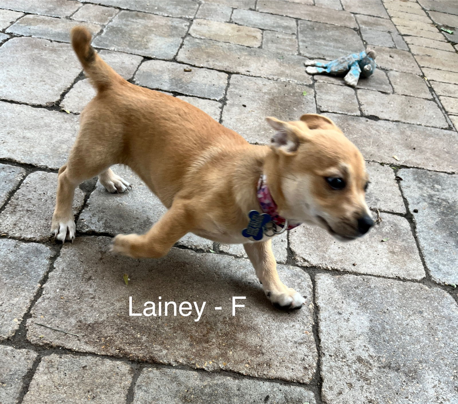 Lainey