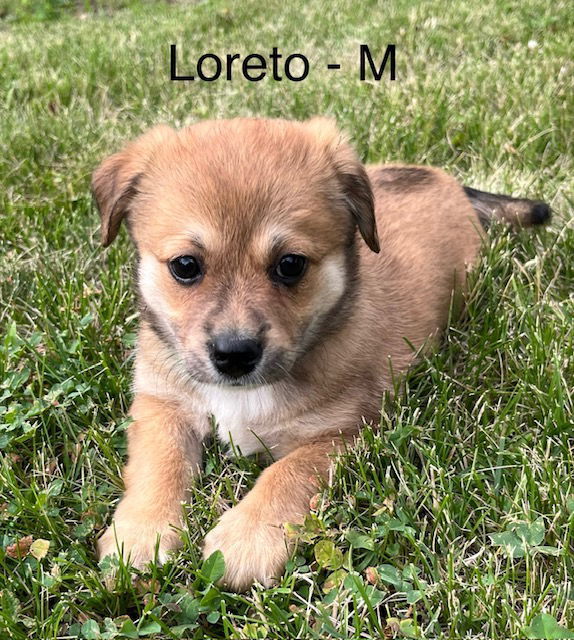 Loreto