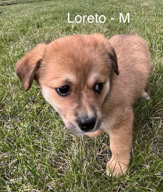 Loreto