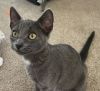 Spot (bonded w/ Socks) photo 1