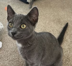 Spot (bonded w/ Socks), Baby Female Russian Blue