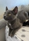 Spot (bonded w/ Socks) photo 2
