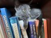 Spot (bonded w/ Socks) photo 3