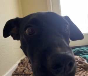 SAGE #3, Young Male Pit Bull Terrier