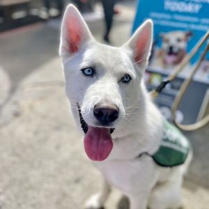Twilight, Young Female Siberian Husky