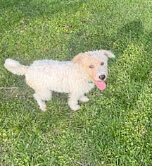 Molly, Young Female Wheaten Terrier