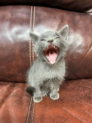 Chip, Baby Male Domestic Medium Hair