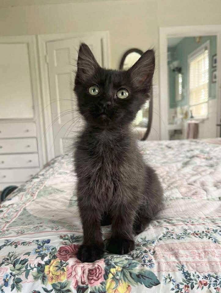 BLUEBERRY