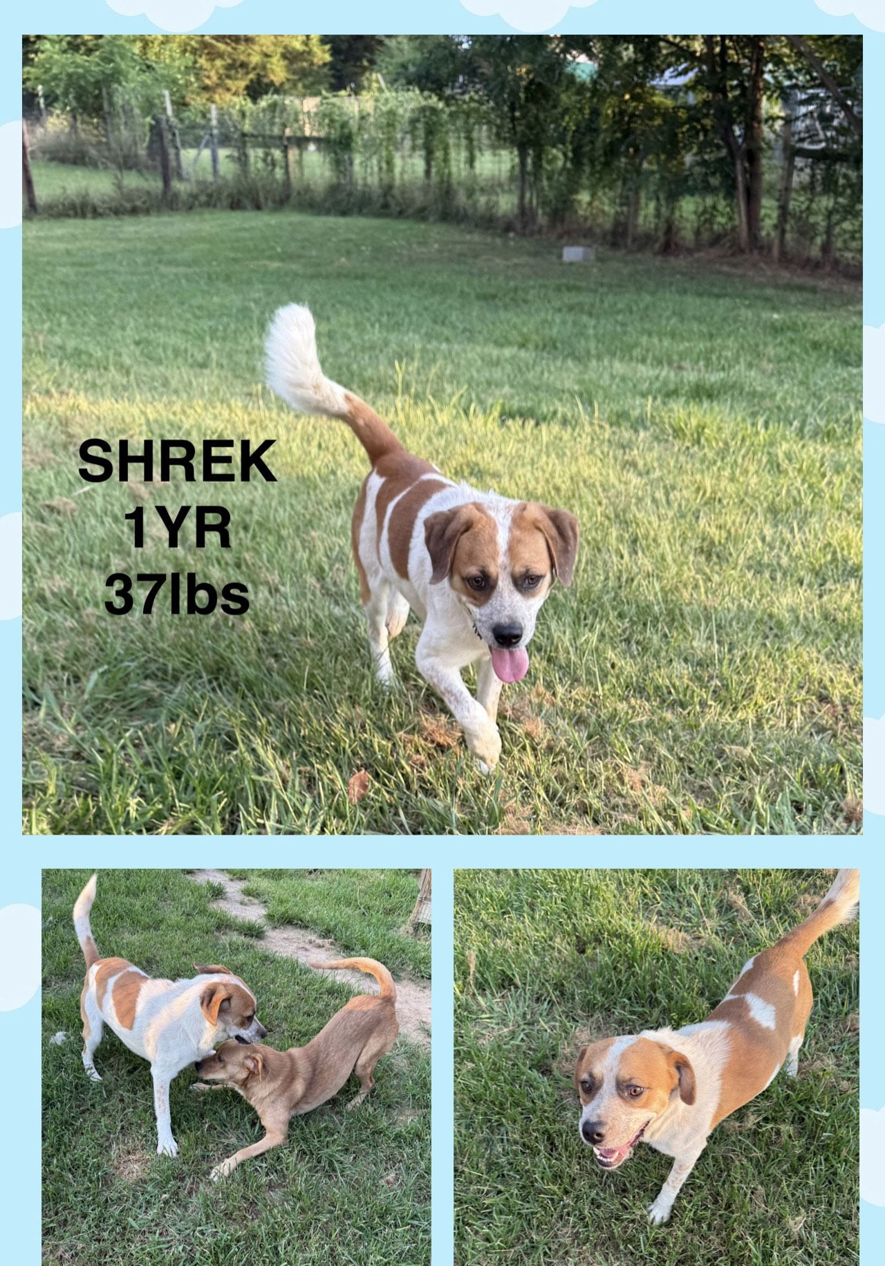 SHREK