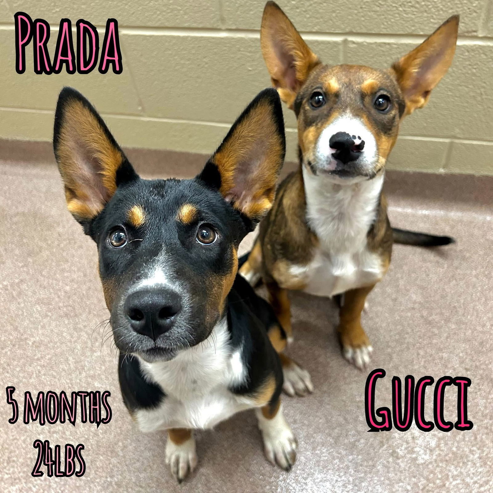 PRADA