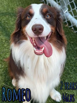 ROMEO, Adult Male Australian Shepherd