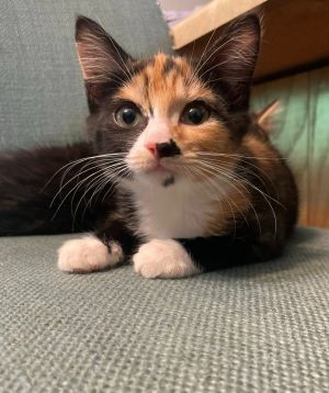 Glow-Up Domestic Short Hair Cat