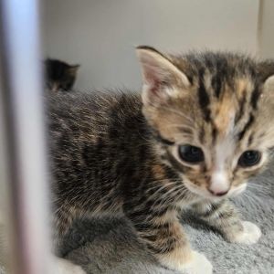Bop Domestic Short Hair Cat