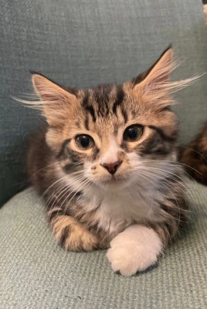 Sigma Domestic Short Hair Cat