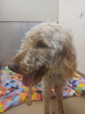 Luna, Adult Female Poodle