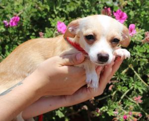Truffula, Young Female Chihuahua