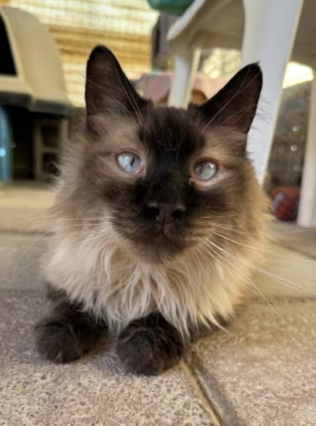 Wolfie, an adoptable Himalayan in Williamsburg, NM, 87942 | Photo Image 1