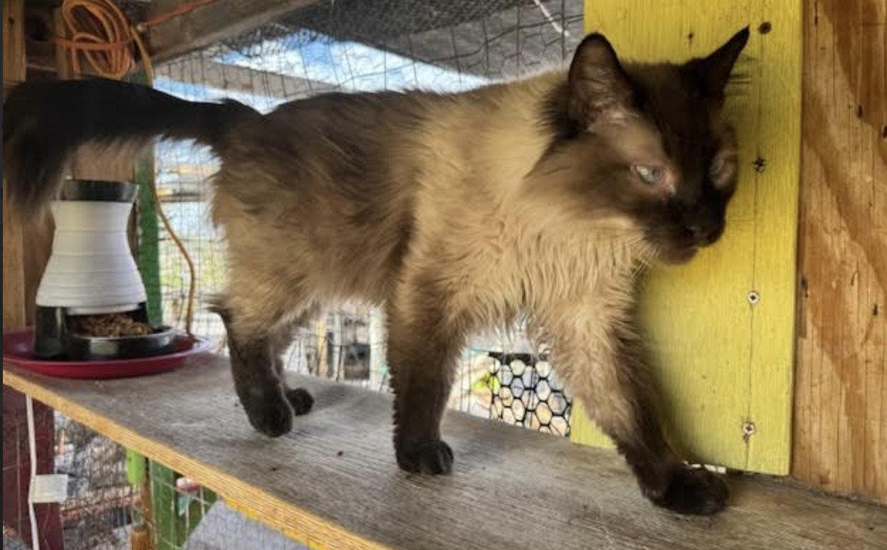 Wolfie, an adoptable Himalayan in Williamsburg, NM, 87942 | Photo Image 2
