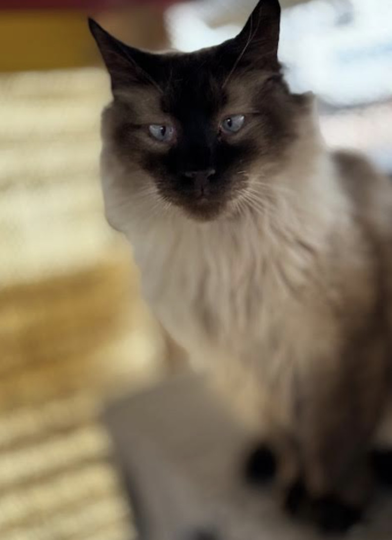 Wolfie, an adoptable Himalayan in Williamsburg, NM, 87942 | Photo Image 3