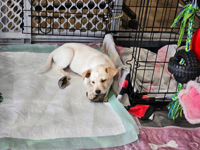 Persephone, an adoptable Cattle Dog in Williamsburg, NM, 87942 | Photo Image 2