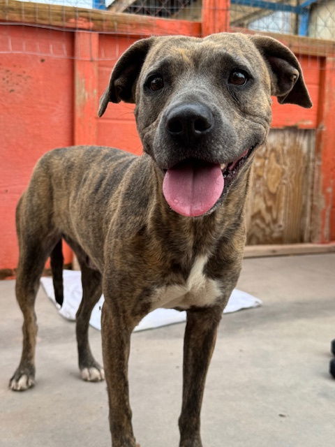 Venus, an adoptable Pit Bull Terrier, Boxer in Williamsburg, NM, 87942 | Photo Image 2