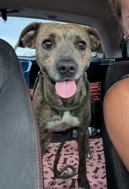 Venus, an adoptable Pit Bull Terrier, Boxer in Williamsburg, NM, 87942 | Photo Image 4