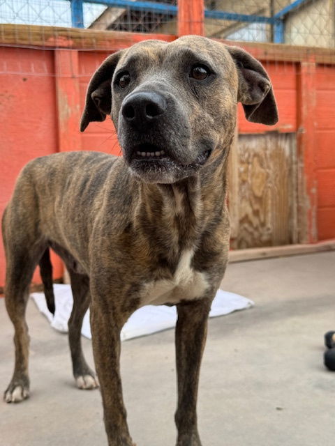Venus, an adoptable Pit Bull Terrier, Boxer in Williamsburg, NM, 87942 | Photo Image 6