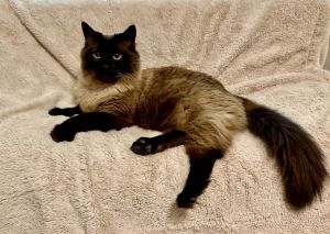 Bartholomew, Young Male Siamese