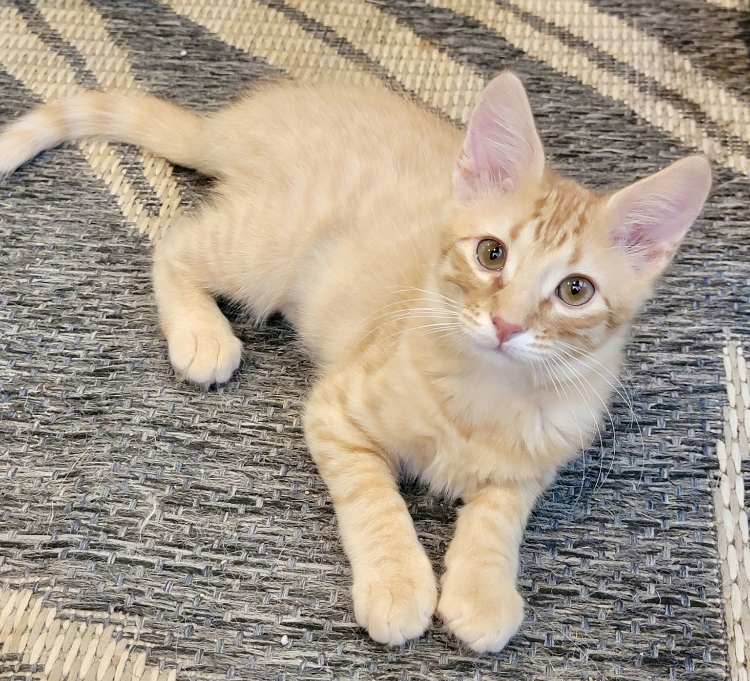 Kion