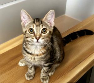Brianna, Young Female Tabby