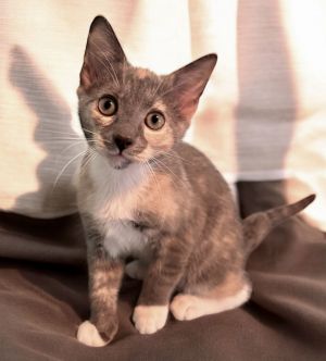 Skittles, Young Female Calico