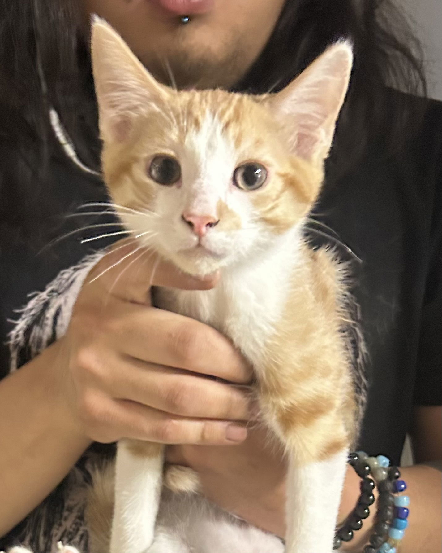 Creamsicle Napa